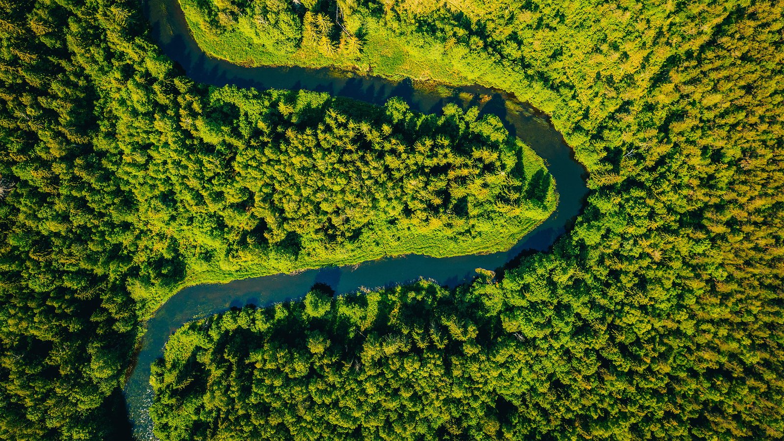 Aerial view of a forest and river